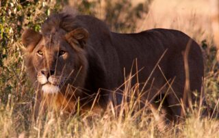 Ambushing our conversations